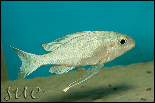 Ophthalmotilapia sp. 'whitecap' Kalubamba